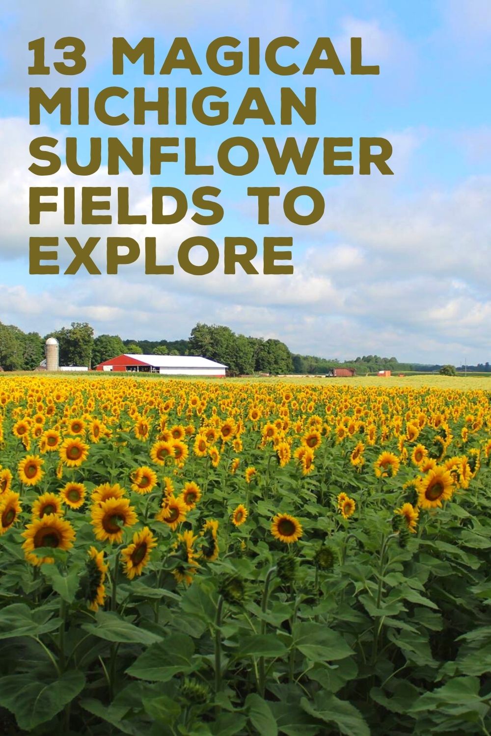 sunflower fields in Michigan 1
