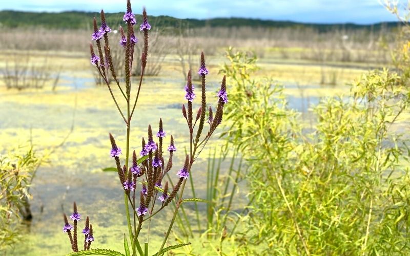 Arcadia Marsh Nature Preserve plants