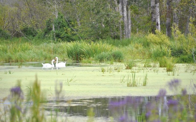 Arcadia Marsh Nature Preserve swans