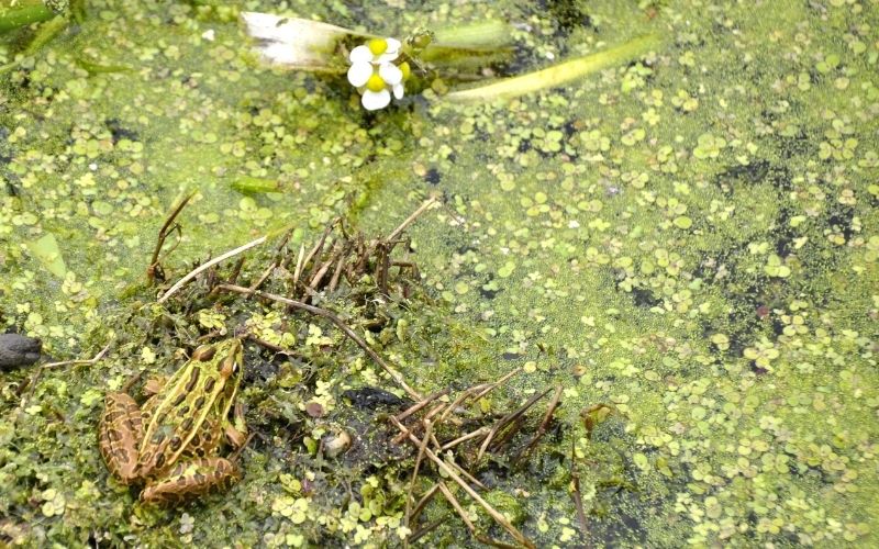 Arcadia Marsh Nature Preserve toad