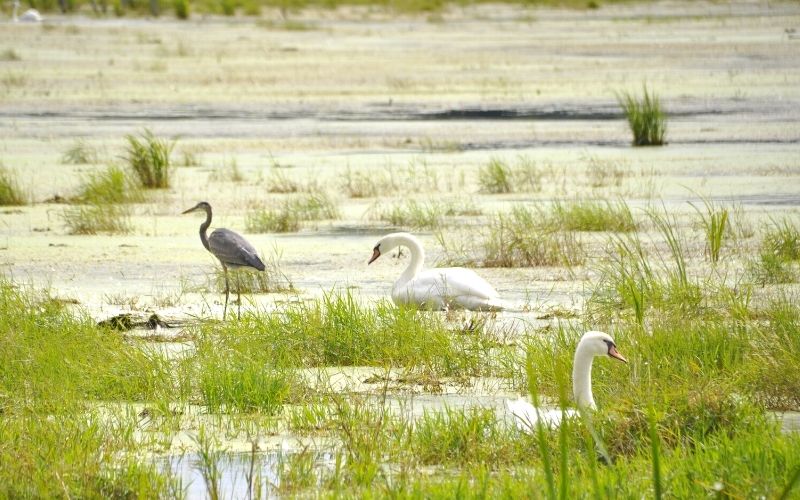 birds of Arcadia Marsh Nature Preserve boardwalk (1)