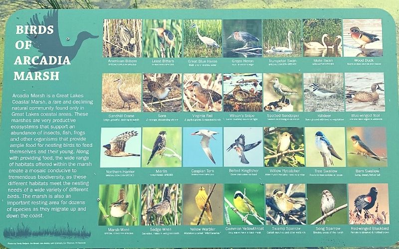 birds of Arcadia Marsh Nature Preserve boardwalk
