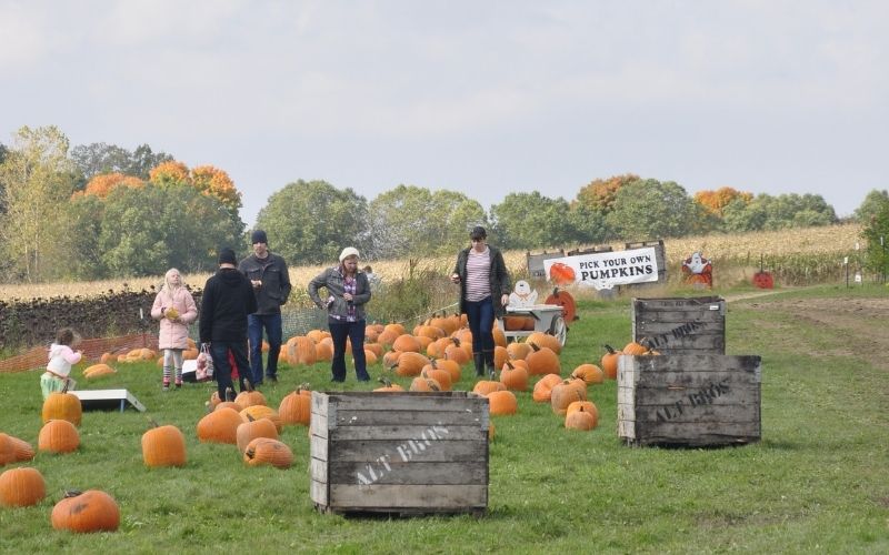 ed dunnebeck pumpkin patch grand rapids, MI