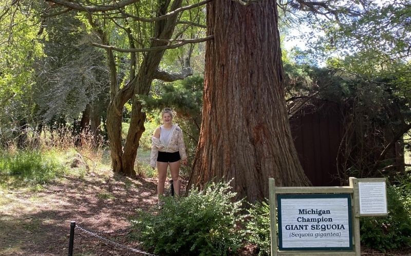 michigan giant sequoia