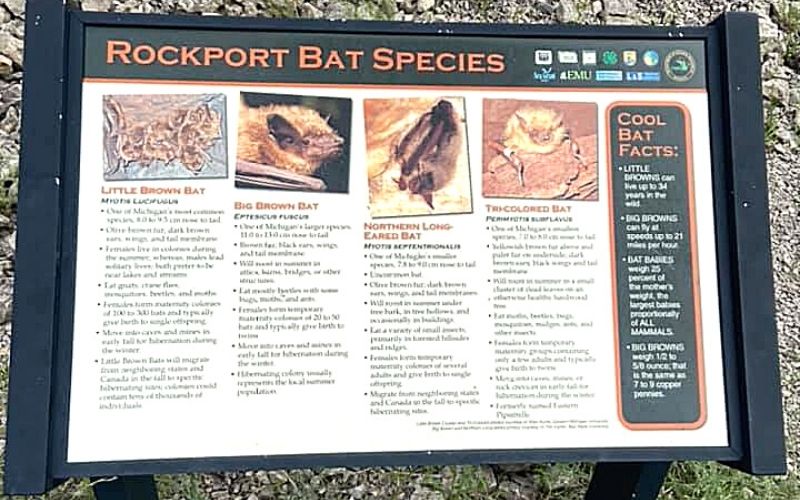 rockport state park bat species