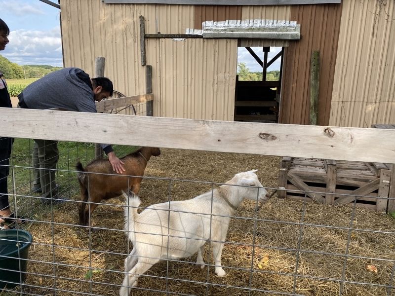 Deep Roots Farm Market goats Grand Rapids 1
