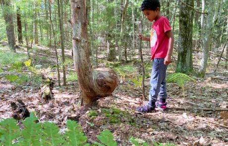 Hiking-at-Old-Indian-Trail-Sleeping-Bear-Dunes-Boy-looking-at-native-bending-tree