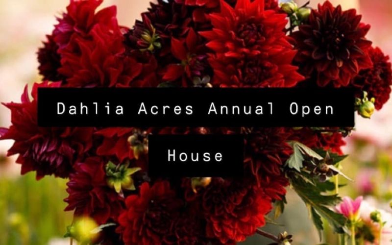dahlia acres open house