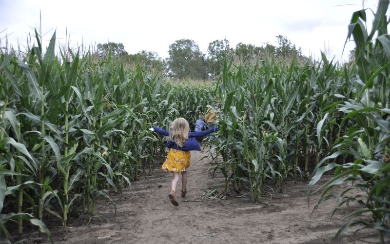 kids running into deep roots corn maze caledonia michigan