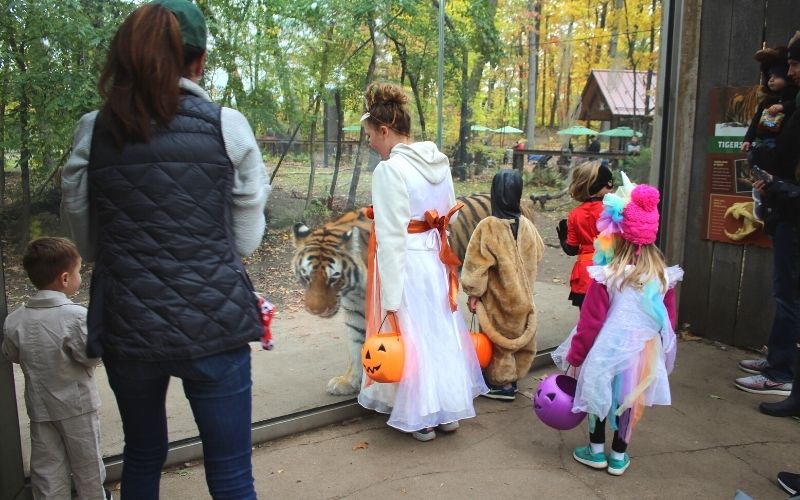 john ball zoo goes boo
