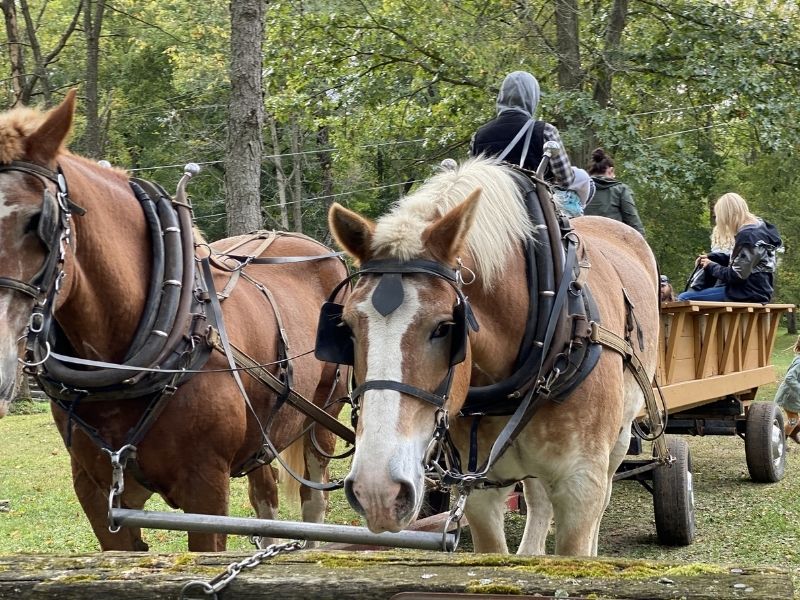 historic bowens mills horse drawn wagon rides 1