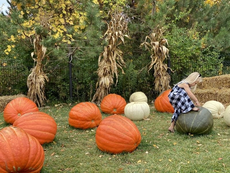 pumpkins frederik meijer gardens in fall