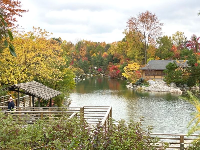 sculpture park japanese garden frederik meijer gardens in fall (1)