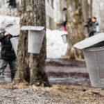 The Tastiest Sugar Shack & Maple Syrup Events Around Grand Rapids