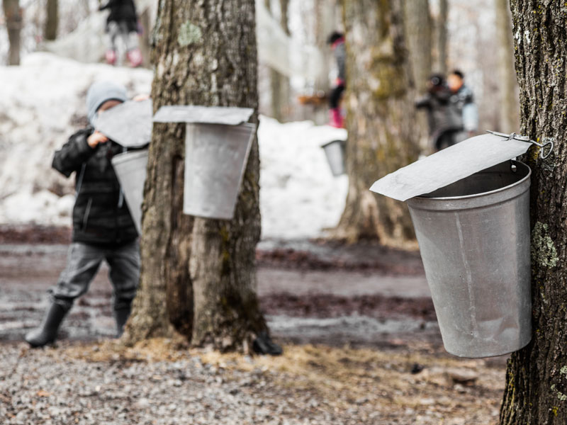 Maple sugar shack tapping kids in woods