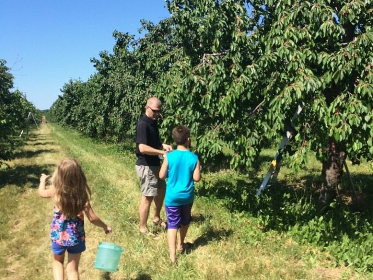 13 Great Cherry Picking Orchards in West Michigan Visit for a