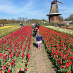 Holland Tulip Festival 2024: Insider’s Best Tulip Time Tips