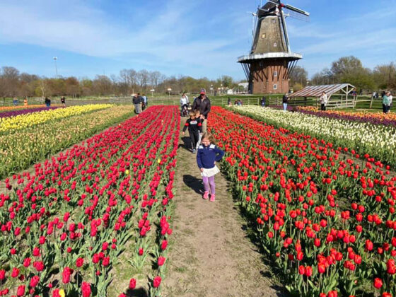 Holland tulip festival tulip time windmill island