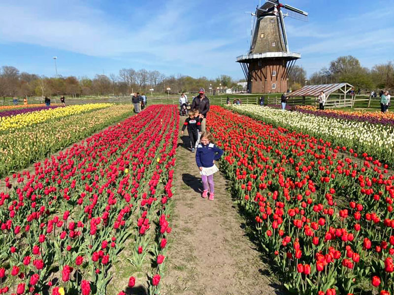 Holland tulip festival tulip time Windmill Island Scripps