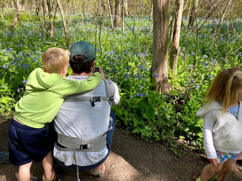 bluebells in Bloom at Aman Park Grand Rapids