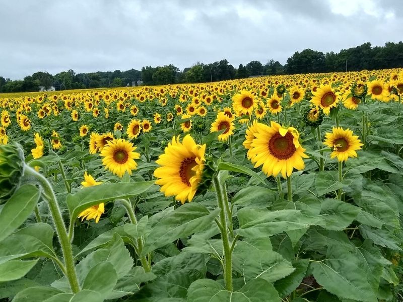 Munsell Farms Sunflower Fields in Michigan