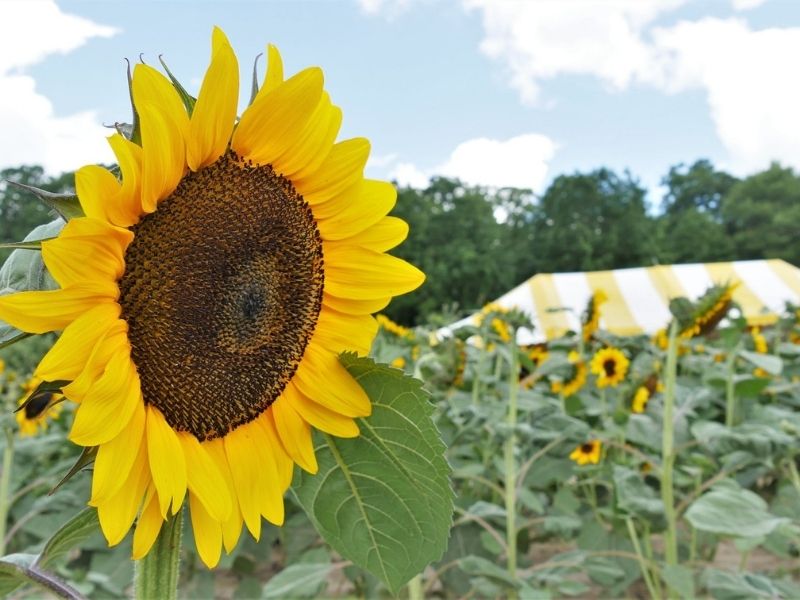 Sunflower Fields in Michigan 18 Fairytale Fields to Explore, Plus
