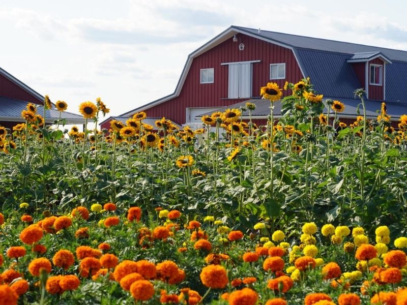 vanhoutte farms sunflowers in michigan 1