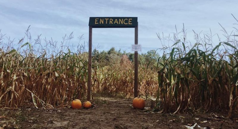 Bethke Farms corn maze