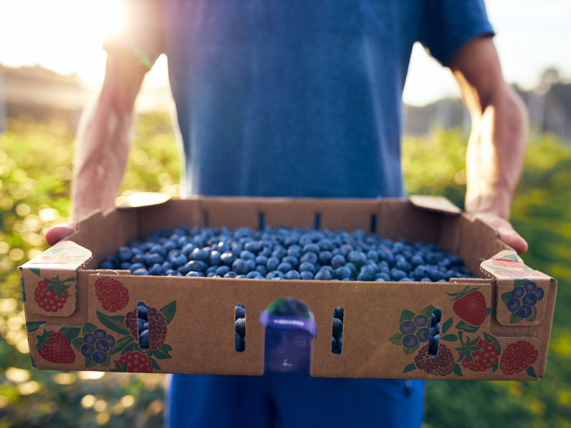 Blueberry picking box of blueberries
