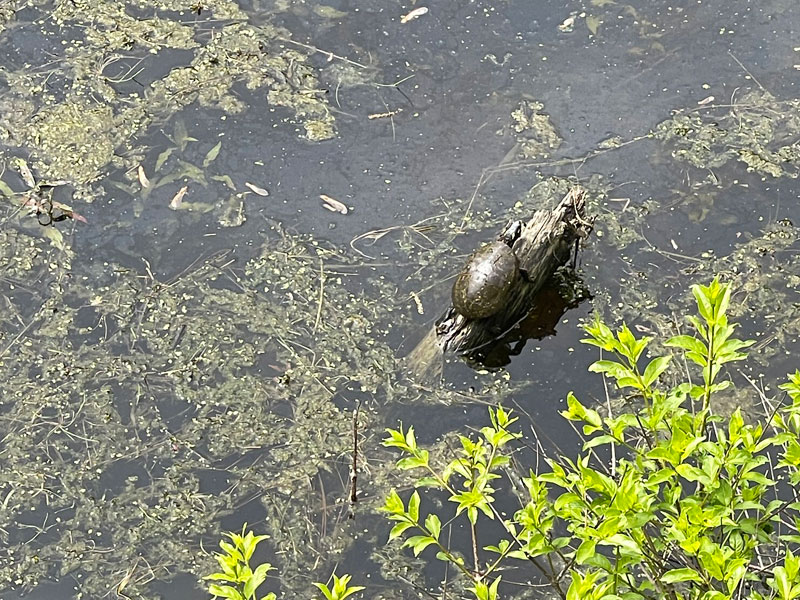 turtle sunbathing at Calvin Eco Preserve