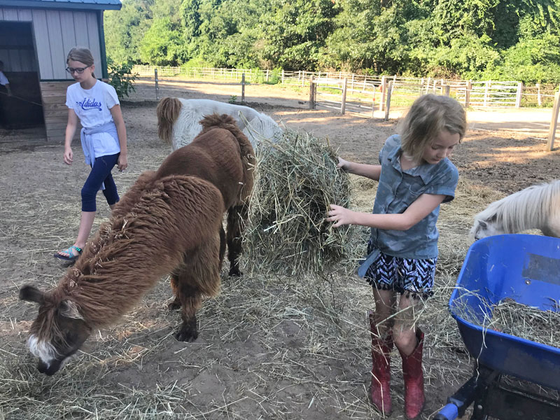 Fellin Love Farm Girls feeding llamas Hunt