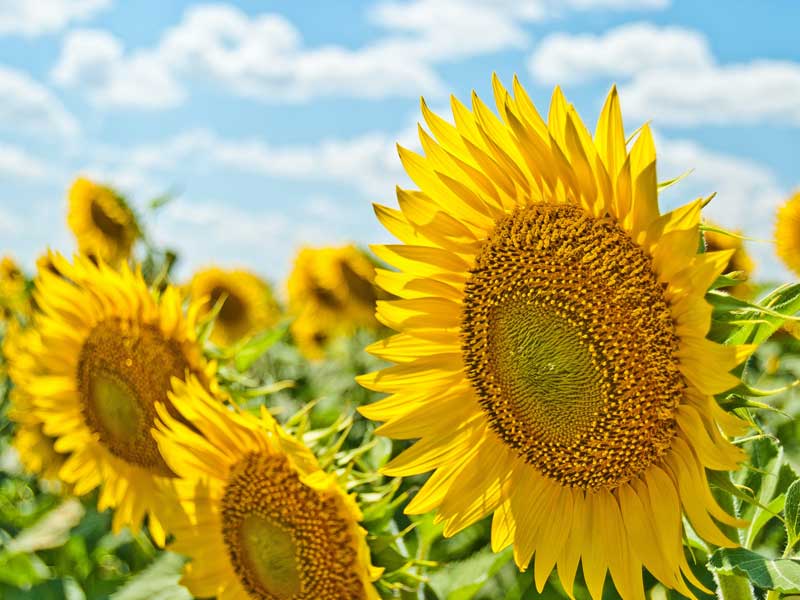 gull meadow farms sunflower