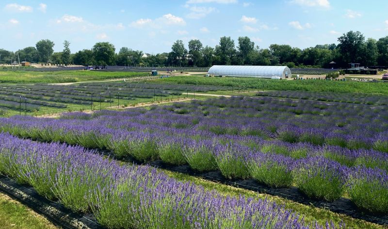 Indigo Lavender Farms in Southeast Michigan