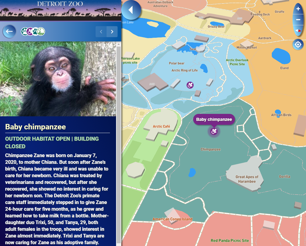 baby chimpanzee animal update detroit zoo