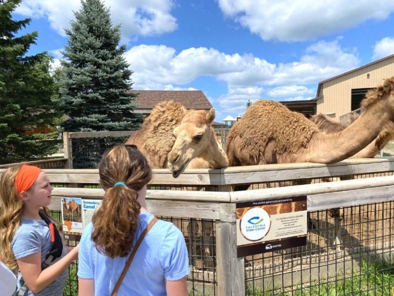 Boulder Ridge Zoo Wild Animal Park & Safari Walkthrough