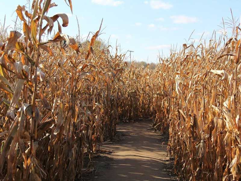 BestMaze Corn Maze