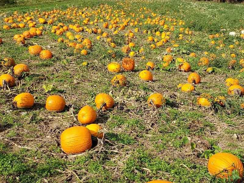 pumpkin patch grand haven