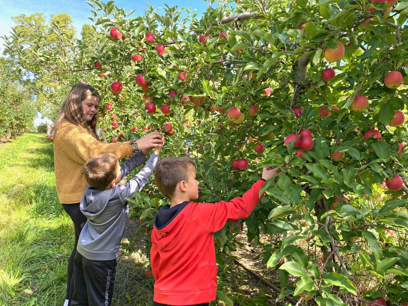 Apple Picking Apple Orchards in West Michigan
