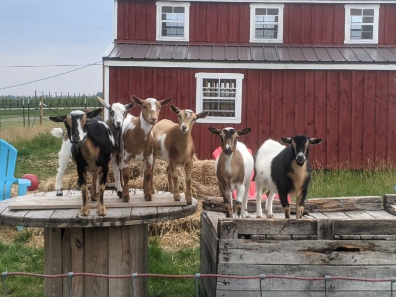 Apple Valley Fun Farm goats on spool and crate