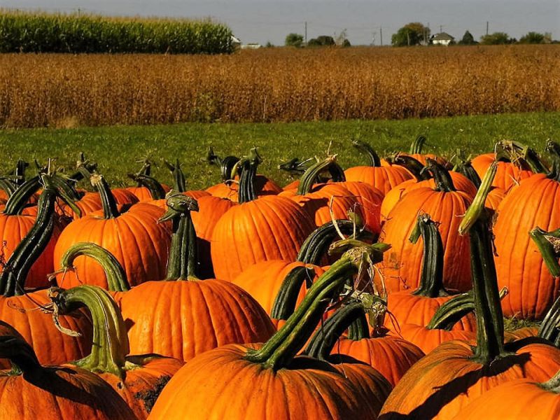 Apple-Valley-Fun-Farm-pumpkin-patch
