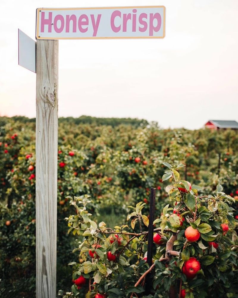 Honeycrisp Apple – Lautenbach's Orchard Country