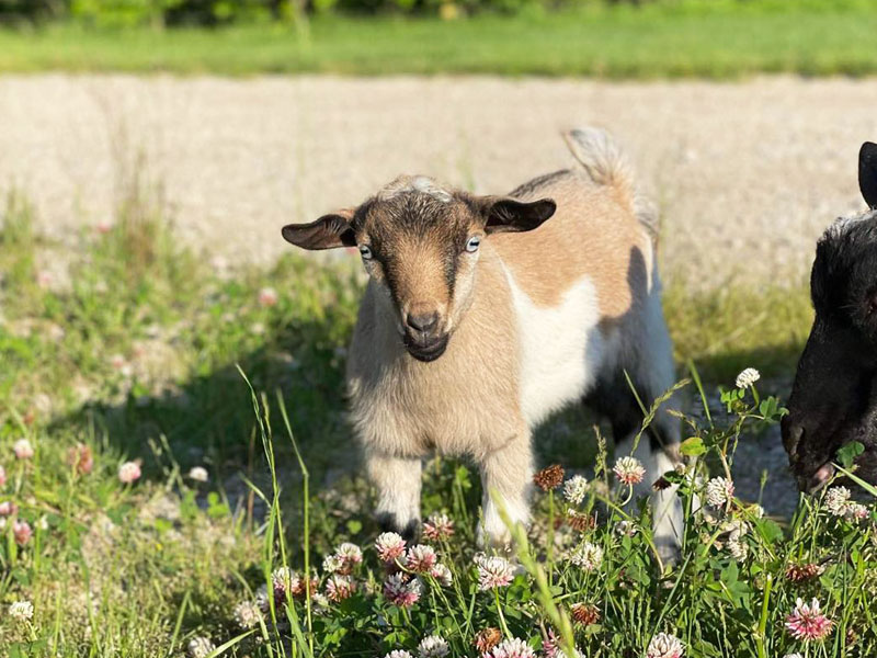 Deep Roots Produce baby goat adorable