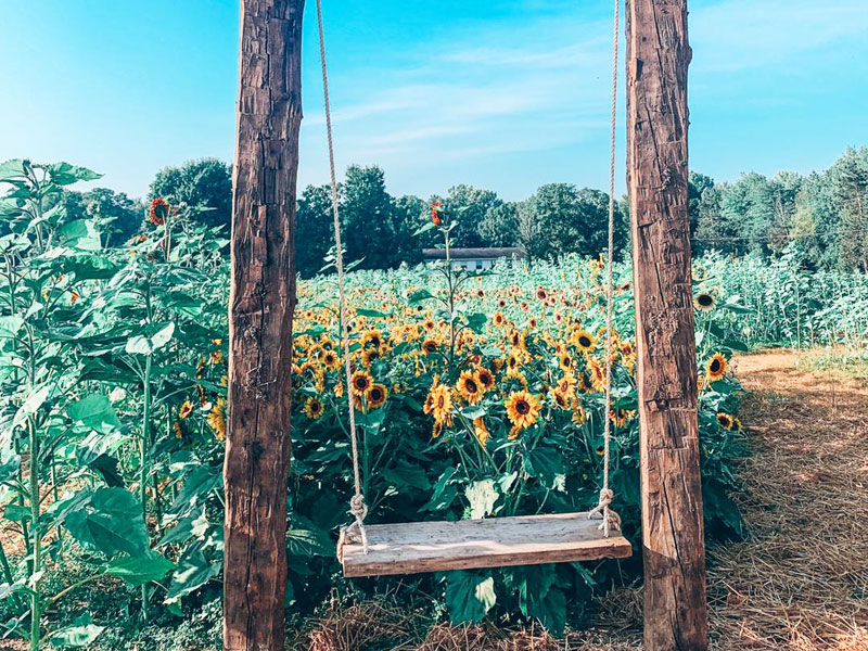 Deep Roots Produce sunflower swing photo op fall