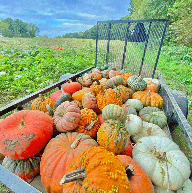Deep Roots farm variety pumpkins on wagon