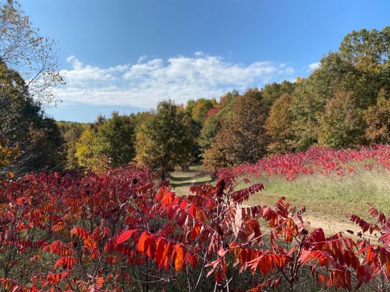 Fall Colors at Cascade Peace Park
