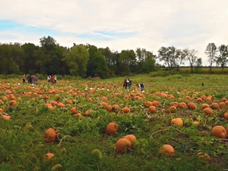 Pumpkin Patch