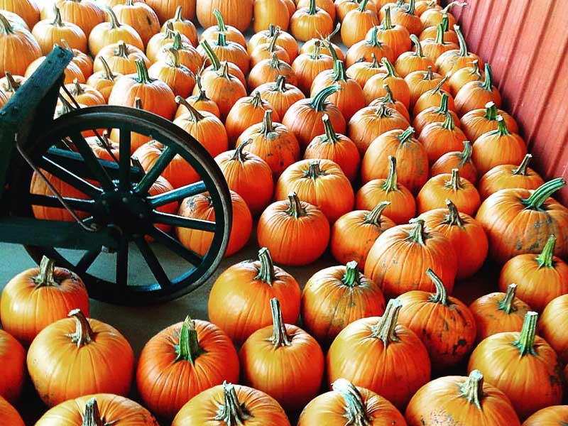 Heritage Farms Market pumpkin patch