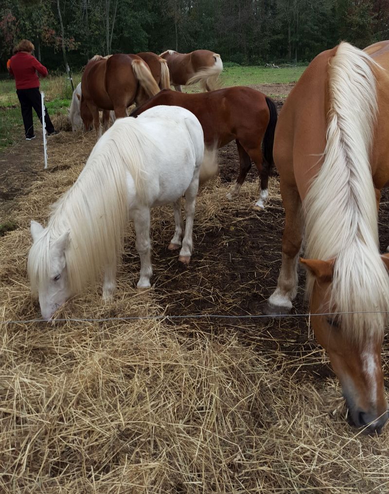 Post Family Farm horses