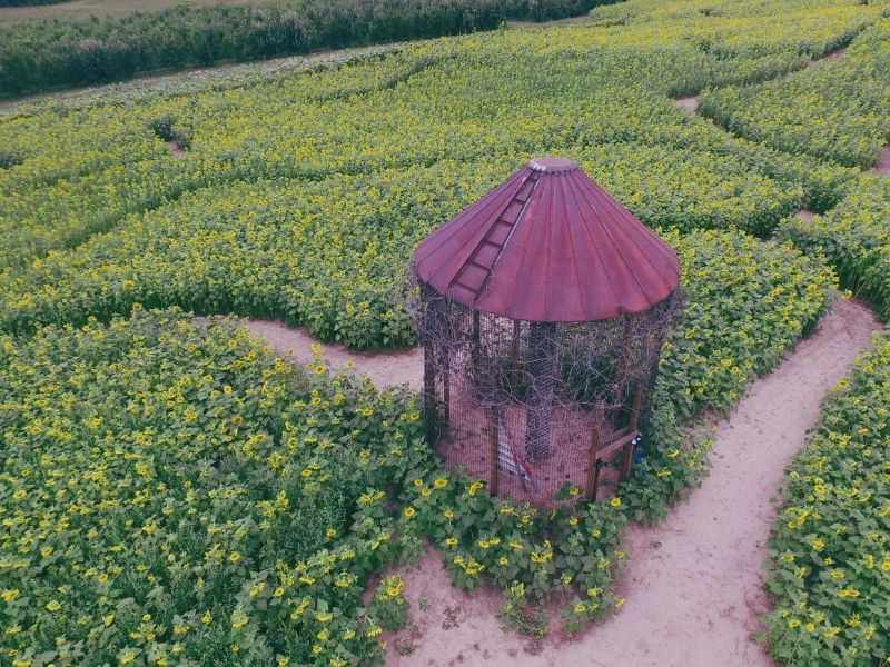 Rasch Cherries Sunflower Maze