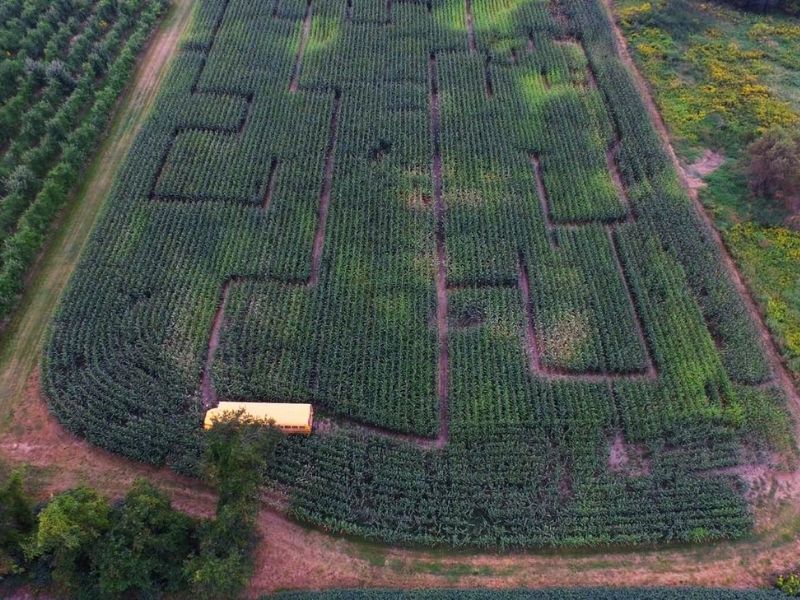Rasch Cherries & Apples corn maze
